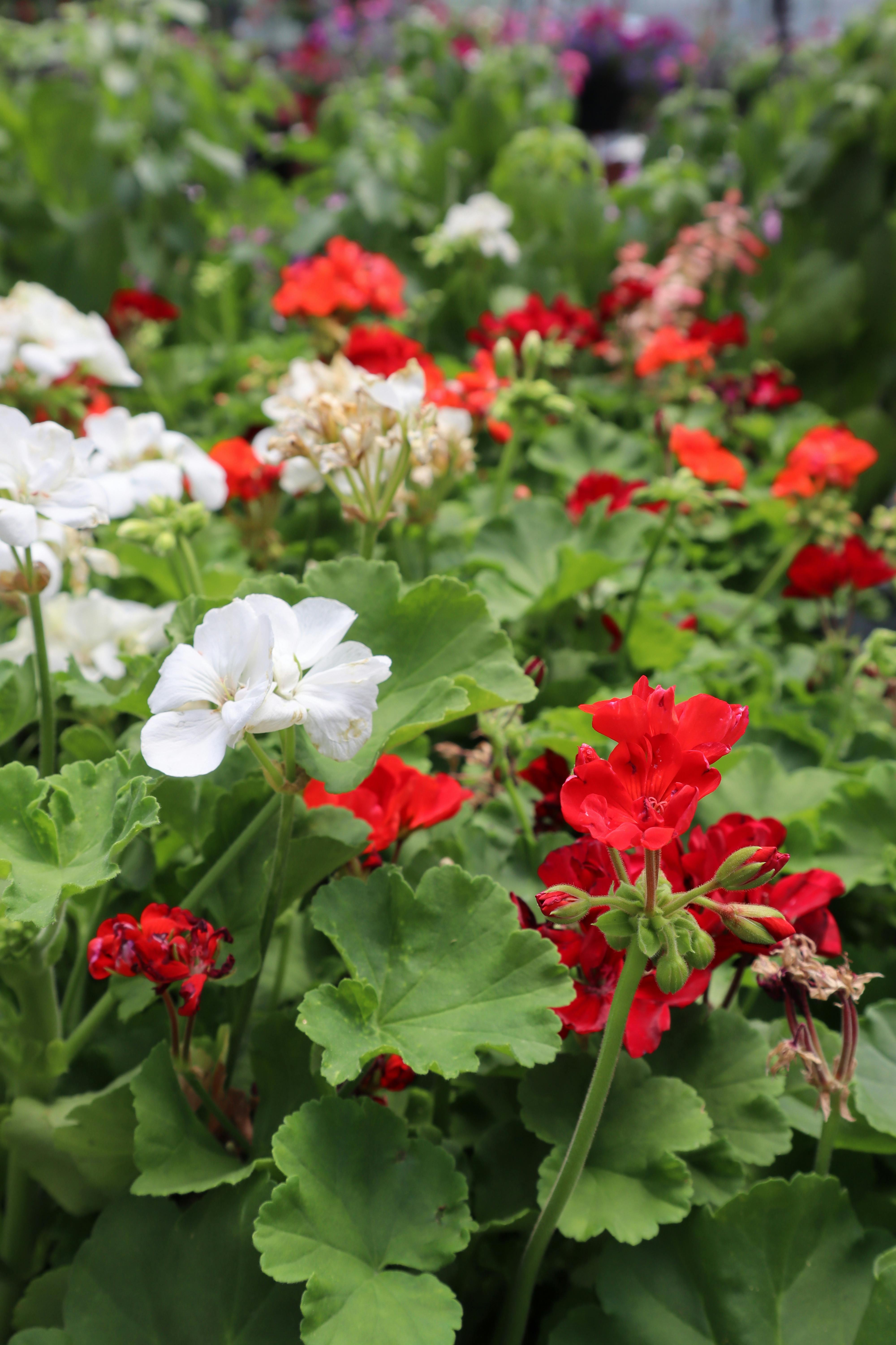 The Secret to Thriving Scented Geraniums: A Pro’s Guide