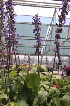 murasaki gromwell purple plant