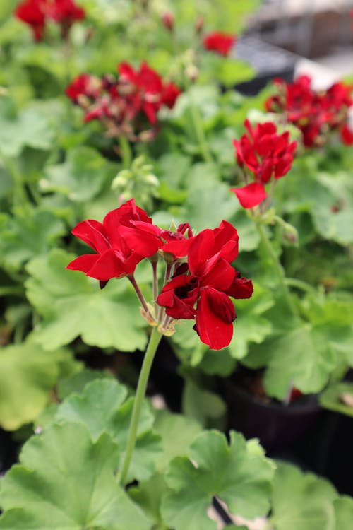 Kostnadsfri bild av anläggning, blomfotografi, blomning