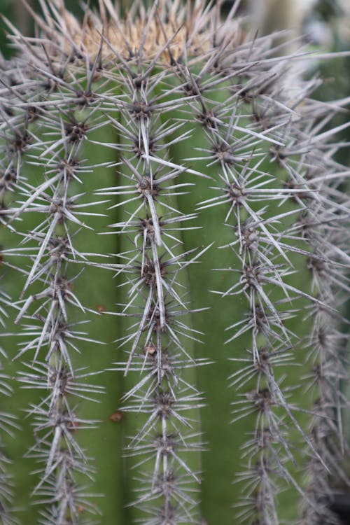 Gratis lagerfoto af kaktus, lodret skud, plante