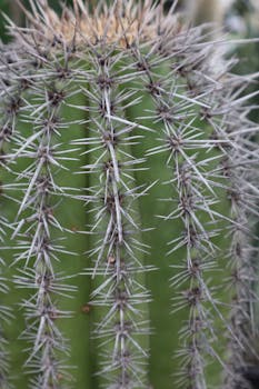 Detailed close-up of a cactus with sharp spines, highlighting the texture and pattern.