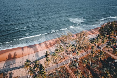 Drone Shot of a Tropical Coast with Palm Trees