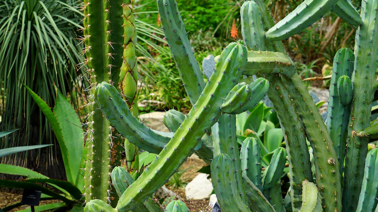 Ilmainen kuvapankkikuva tunnisteilla kaktus, kasvaa, kasvit Kuvapankkikuva