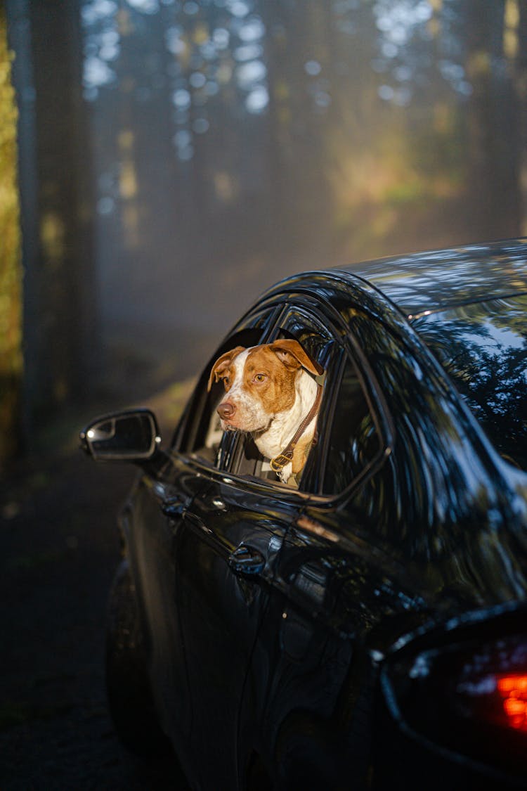 Dog Looking Outside From Black Car 