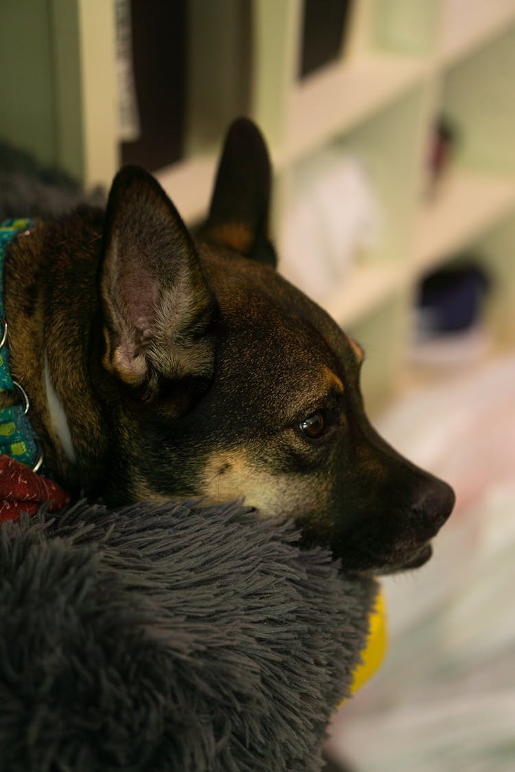 Dog Lying On Pillow At Home