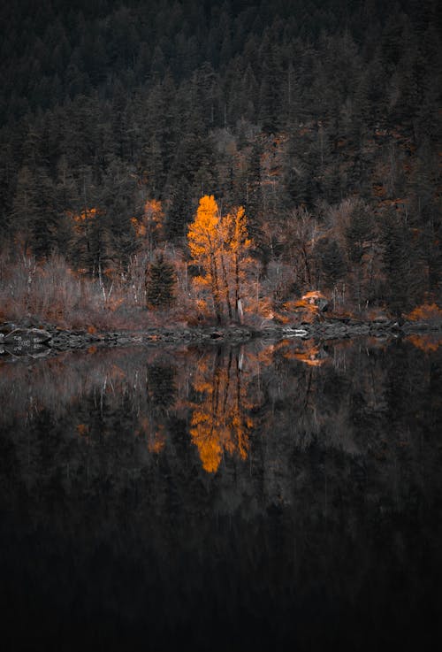 Gratis lagerfoto af efterår, fredelig, lodret skud