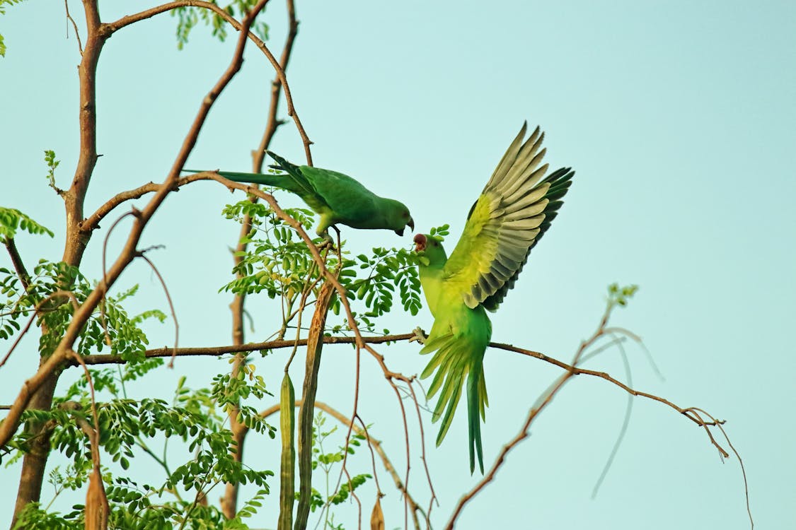 Free Two Green Parrots Stock Photo
