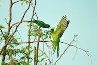 两只充满活力的绿色鹦鹉在户外自然环境的树枝上互动