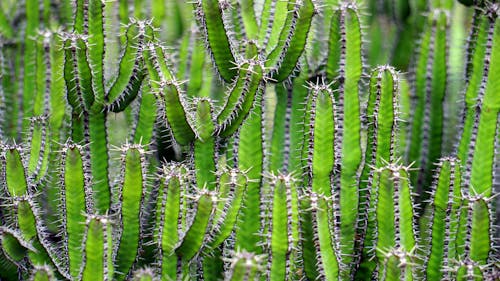 Foto d'estoc gratuïta de cactus, planta, verd