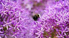 大黄蜂在阳光明媚的户外为充满活力的紫色葱属花朵授粉