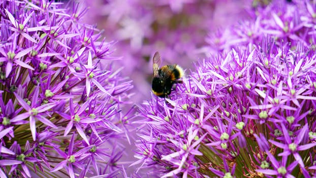 大黄蜂在阳光明媚的户外为充满活力的紫色葱属花朵授粉