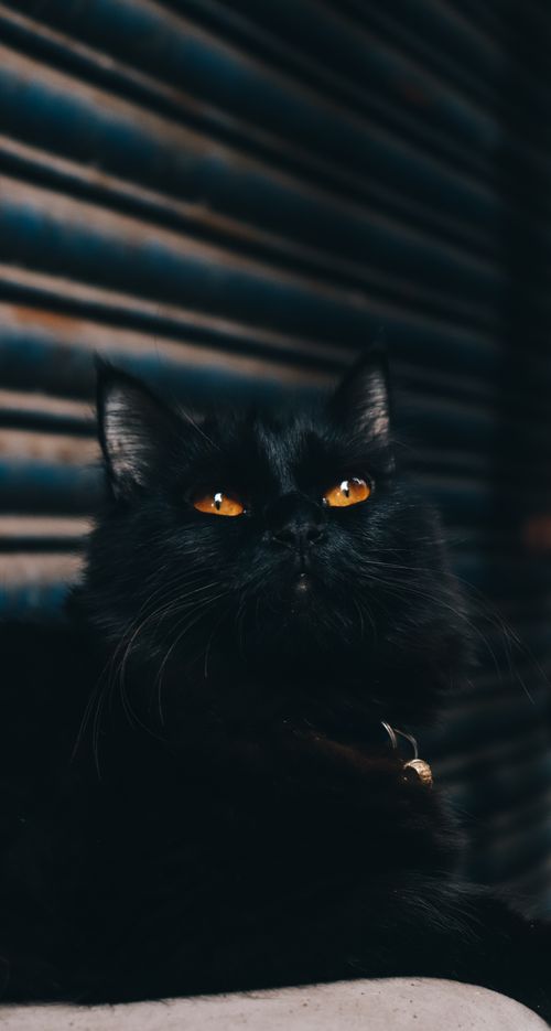 Black Cat Sitting on Chair · Free Stock Photo