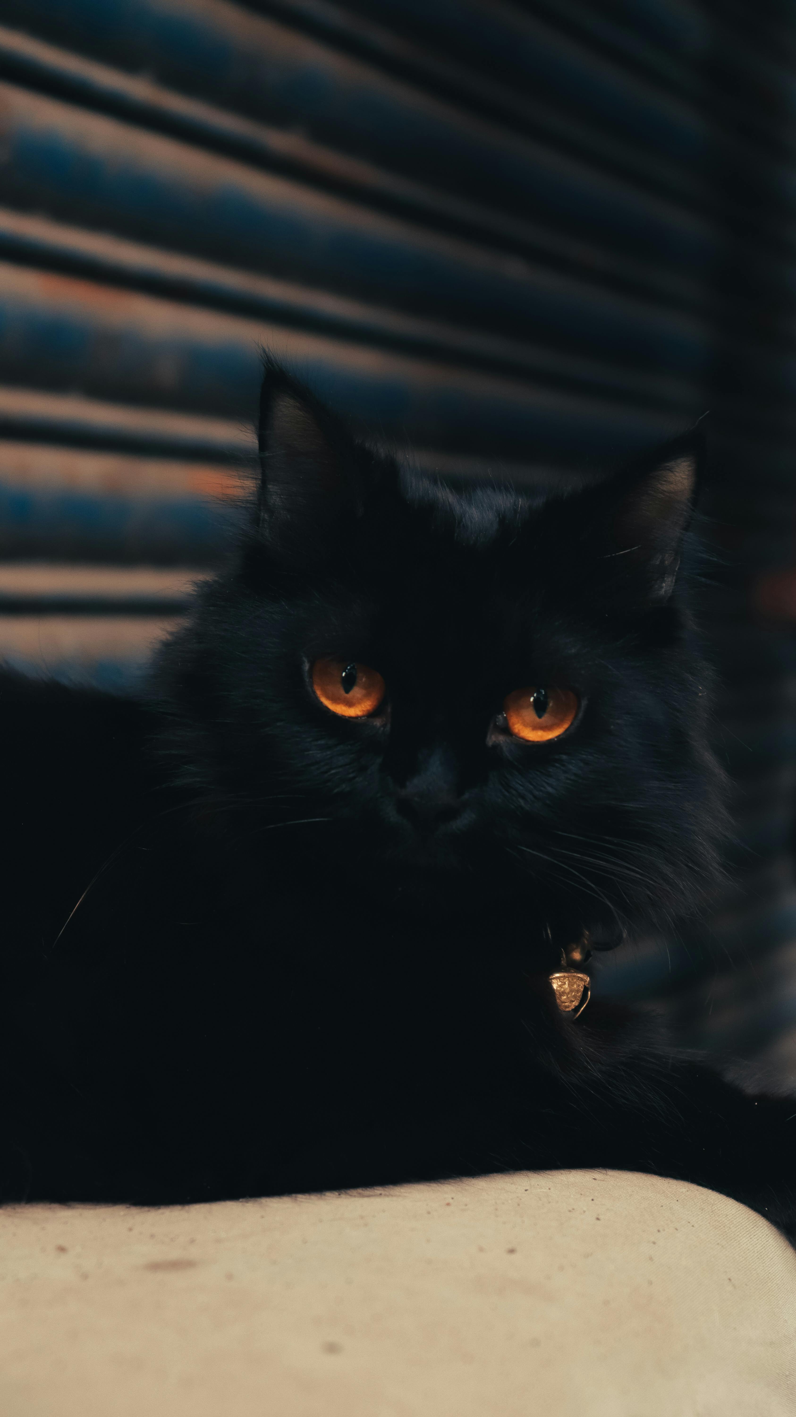 fluffy dark orange cat