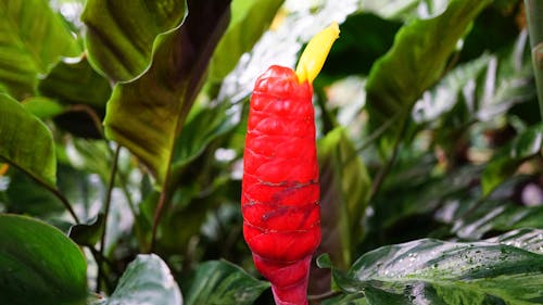 Fotografia Com Foco Diferencial De Flor De Gengibre Colmeia Vermelha