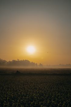 Beautiful sunrise casting a warm glow over lush agricultural fields, showcasing the peacefulness of rural nature.