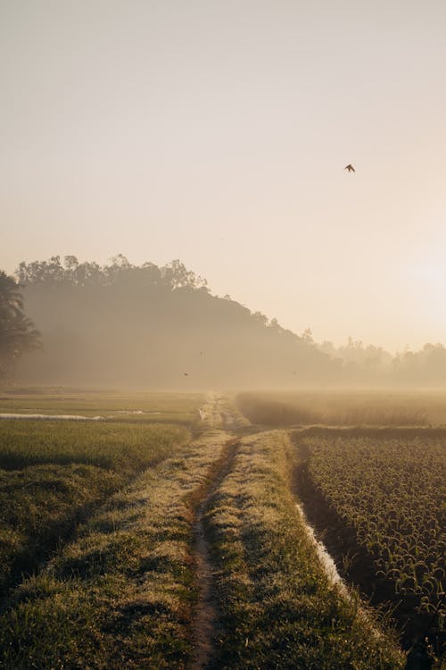 Foggy Green Grass Field 