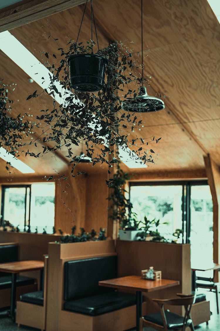 Plants Under Ceiling In Restaurant