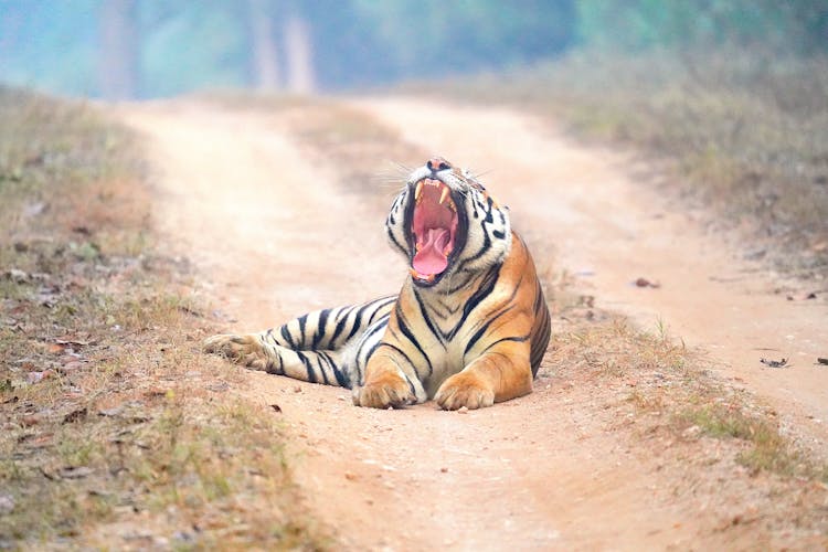 A Tiger Open His Mouth