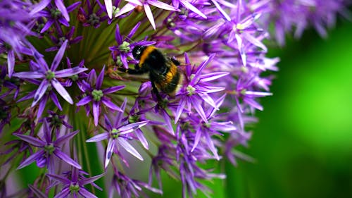 Selective Focus Photo of Bumble Bee on Purple Cluster Flower