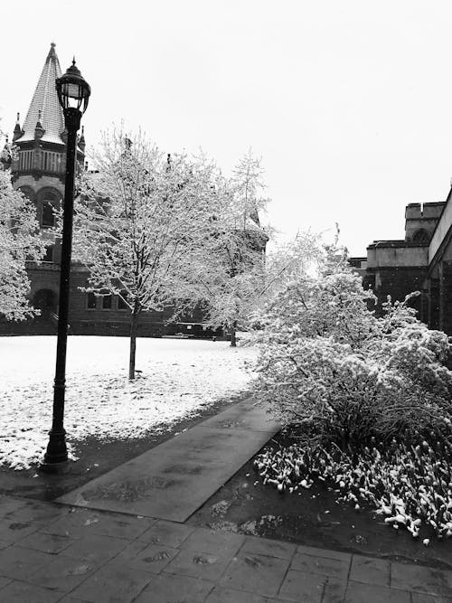 Gratis lagerfoto af campus, hvid, sne