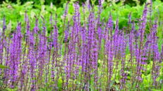 郁郁葱葱的绿色景观中，盛开着充满活力的紫色野花，这是一个特写视图