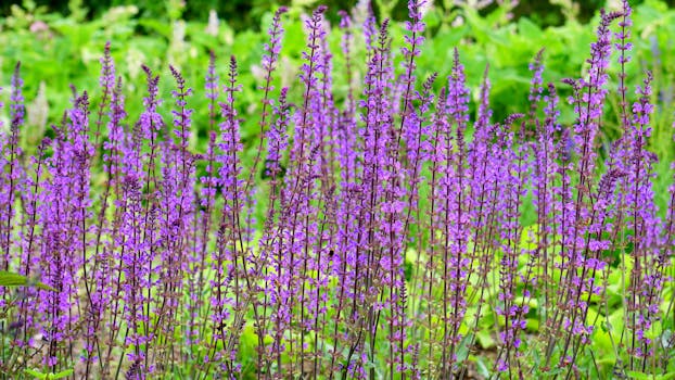 郁郁葱葱的绿色景观中，盛开着充满活力的紫色野花，这是一个特写视图
