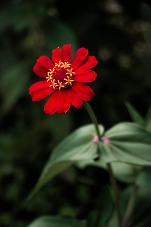 Close-Up Shot of a Red Flower in Bloom