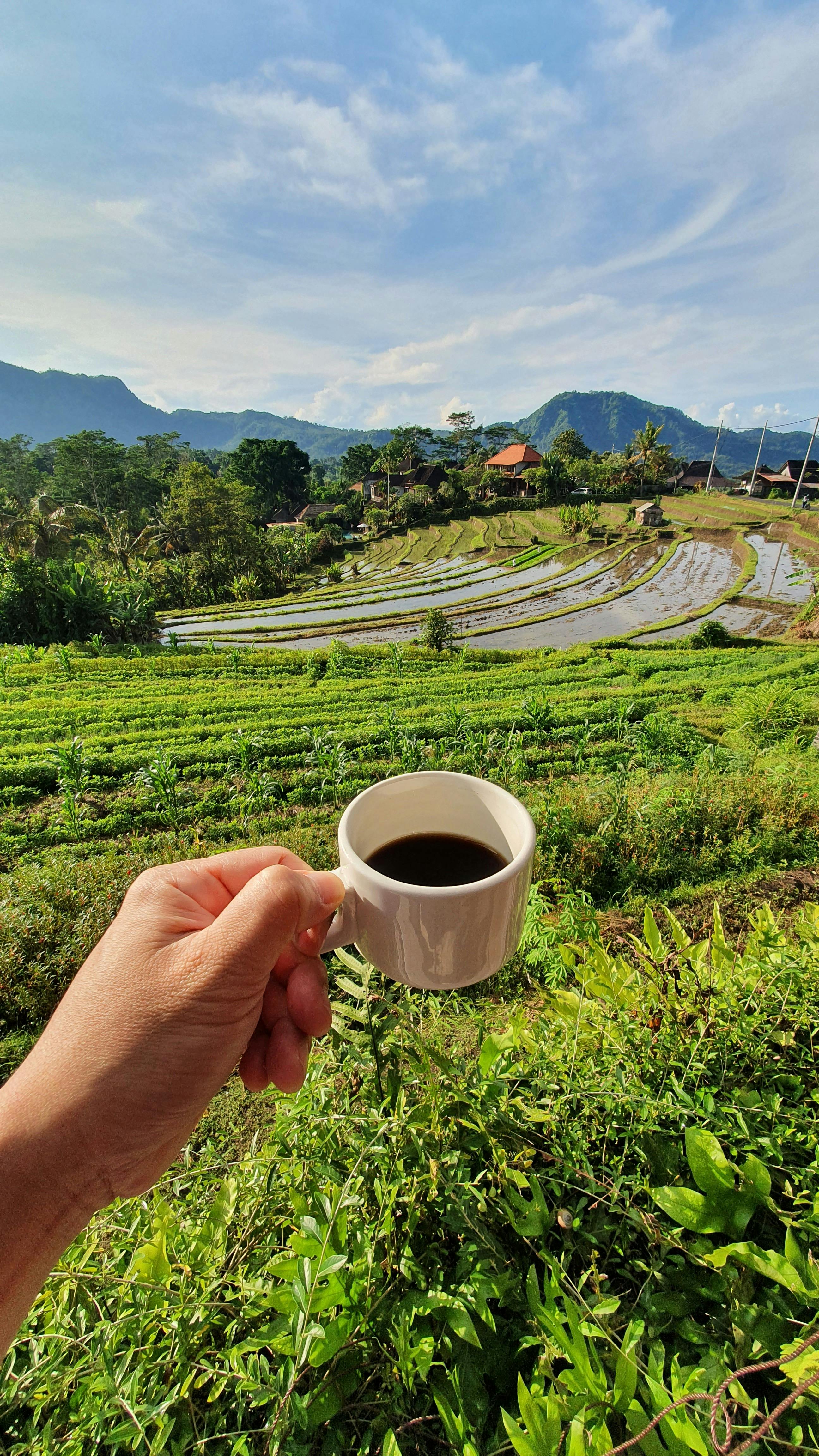 Coffee Field Photos, Download The BEST Free Coffee Field Stock Photos ...