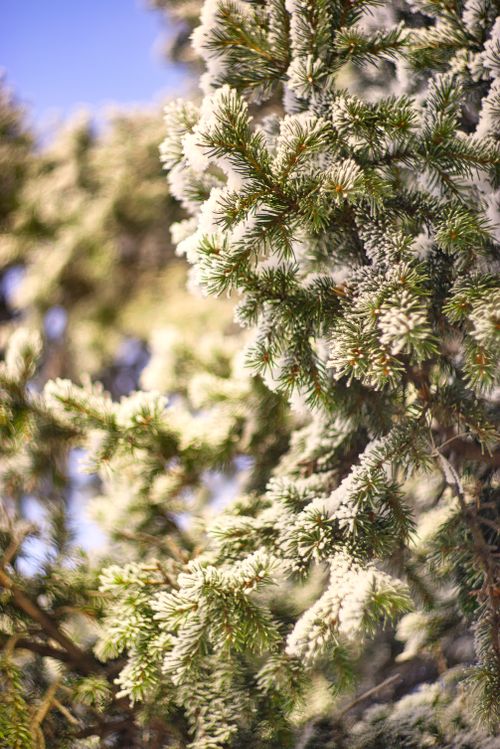 Free Close-up of snow-covered evergreen branches in winter sunlight. Stock Photo