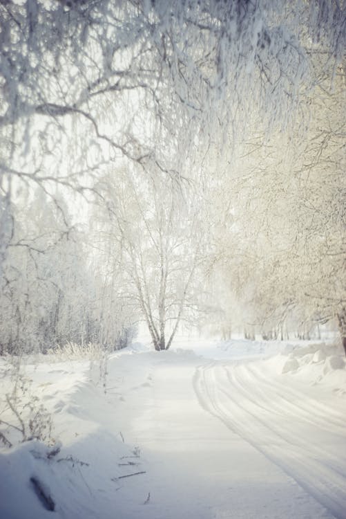 Winter Path Between Trees · Free Stock Photo