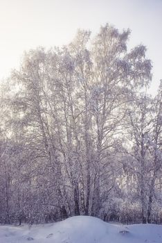 Captivating scene of frost-covered trees in a tranquil winter forest.
