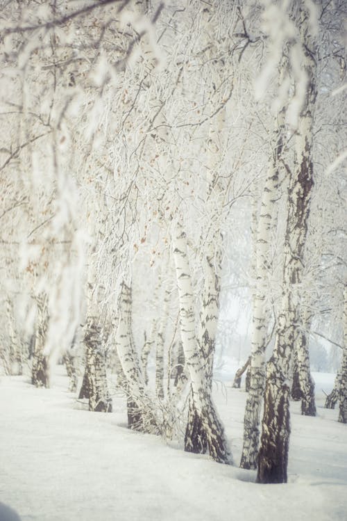 grátis Foto profissional grátis de árvores, coberto de neve, fechar-se Foto profissional