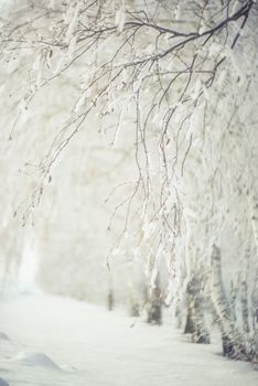 A tranquil winter scene featuring snow-laden branches in a peaceful forest setting, exuding calm and serenity.