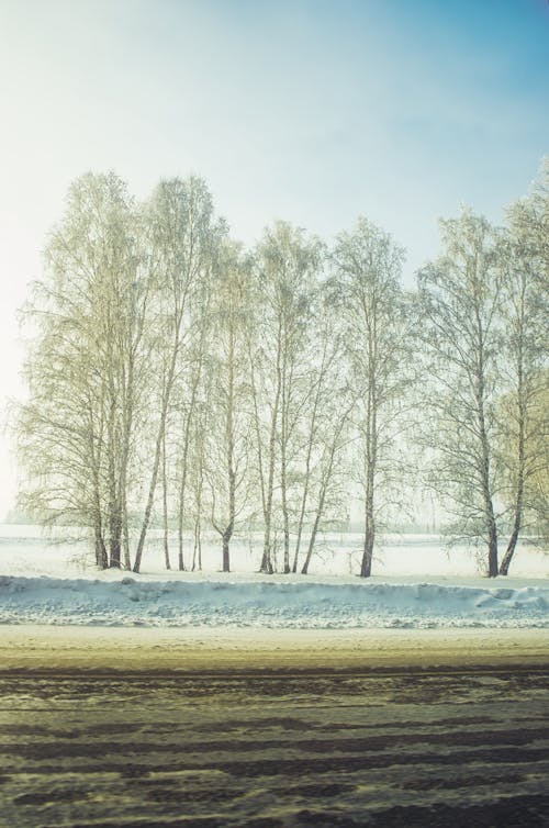 Trees on a Field Covered in Snow 