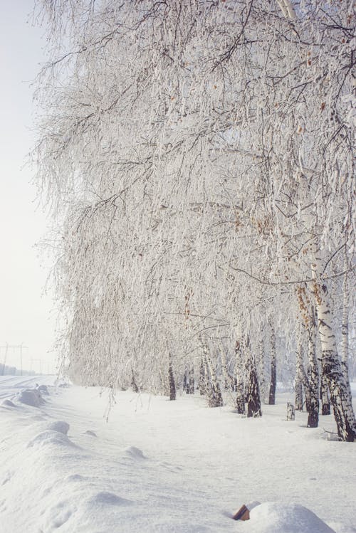 Kostnadsfri bild av kall, mobil tapeter, natur