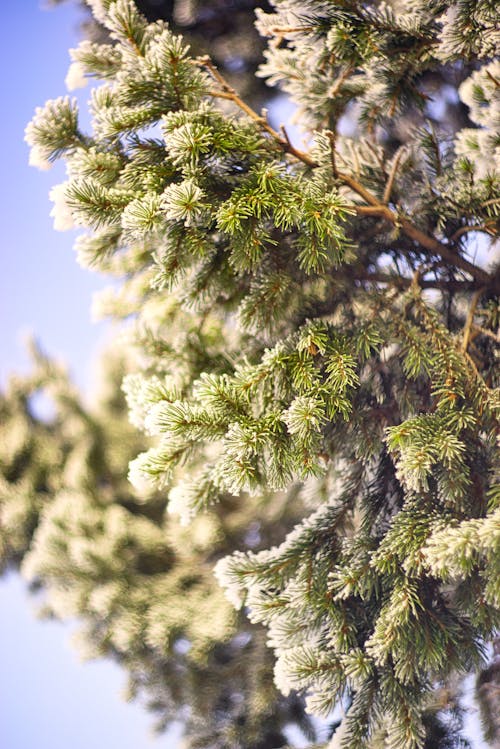 Close Up Photo of Green Pine Leaves 