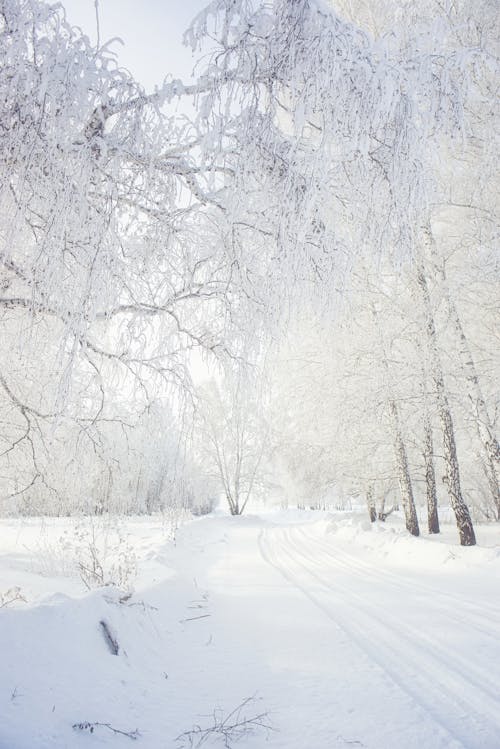 Základová fotografie zdarma na téma rýma, scenérie, sníh