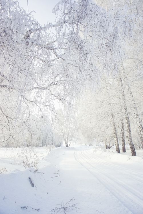 Free Peaceful winter scene with a snow-covered road through a forest, perfect for seasonal wallpaper. Stock Photo