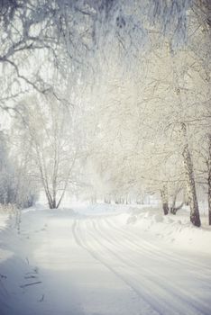 Serene winter forest path covered in snow, perfect for tranquil seasonal backgrounds.