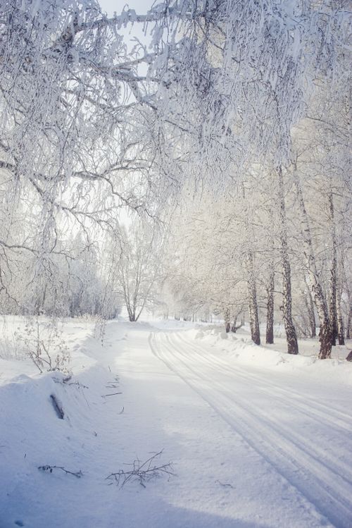 Free Tranquil snowy road through a frosty forest, capturing the essence of winter. Stock Photo