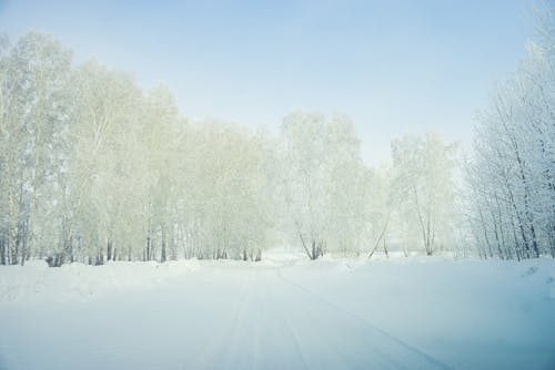 Darmowe zdjęcie z galerii z drzewa, na dworze, natura