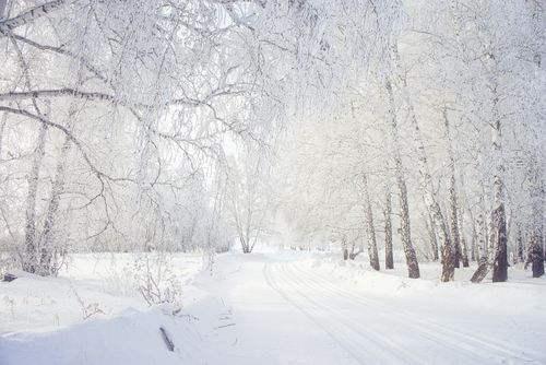 Free A tranquil winter scene of a snow-covered forest path with bare trees. Stock Photo