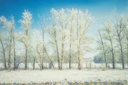 Frosty trees stand tall in a pristine winter landscape under a clear blue sky.