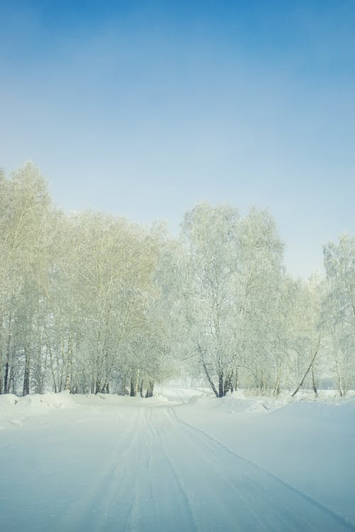 Ilmainen kuvapankkikuva tunnisteilla lumi peitetty maa, pitkät puut, puunrungot