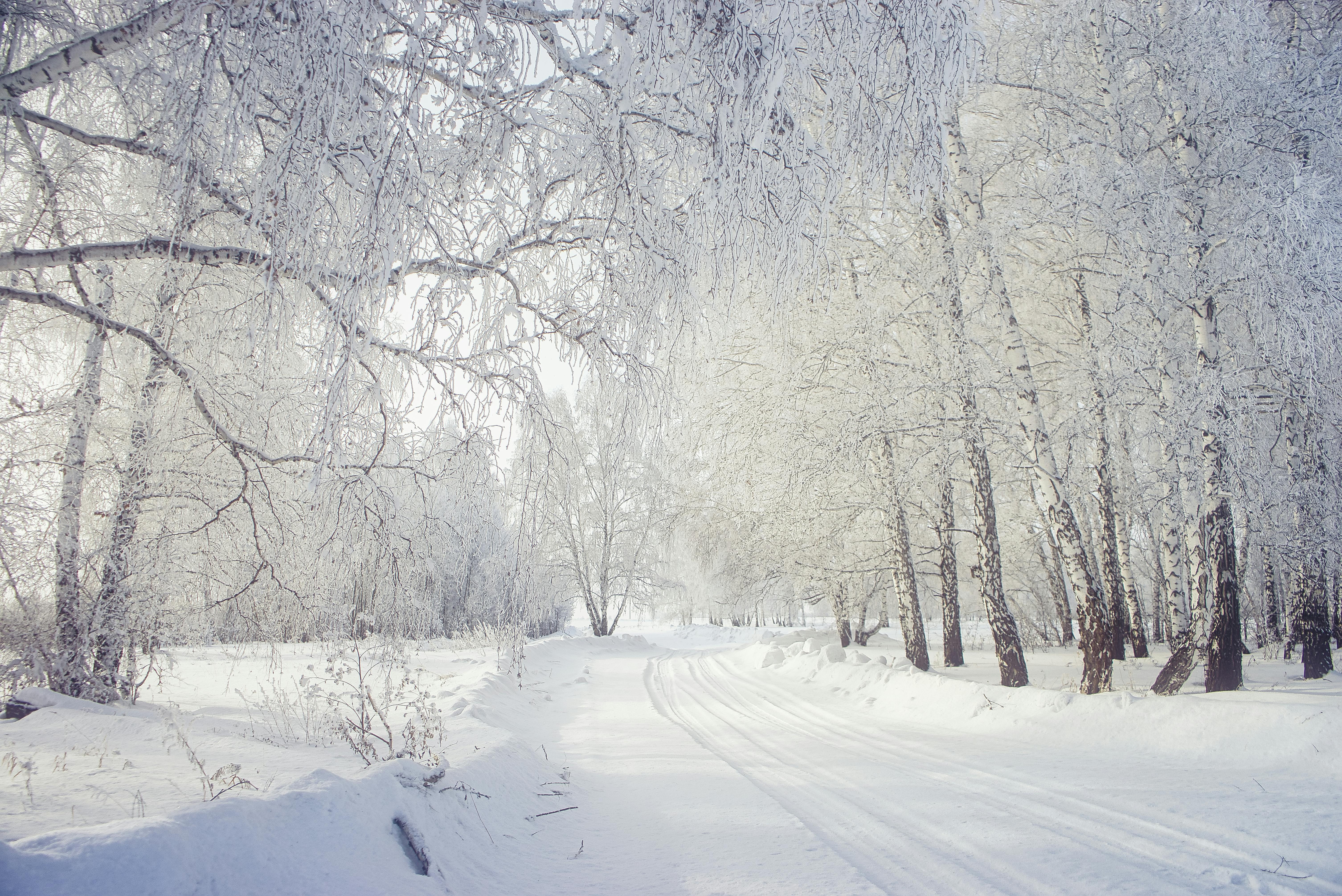 Serene snow-covered forest with a winding pathway during winter.