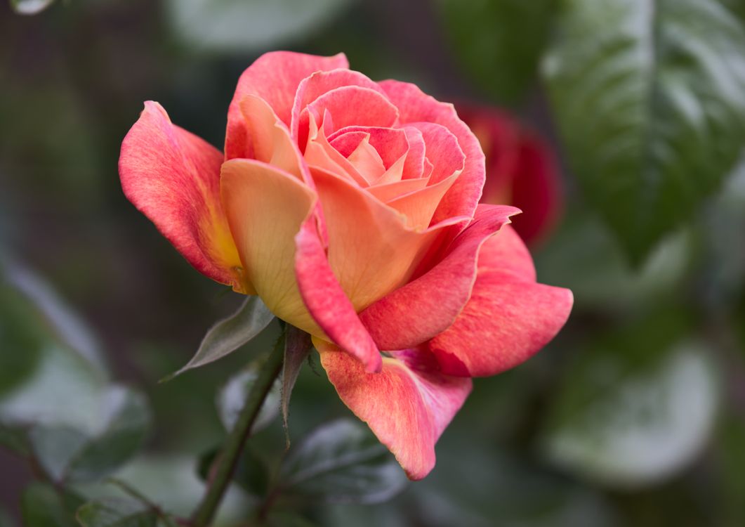 Fine Rose Beautiful Rose in Close-Up Photography · Free Stock Photo