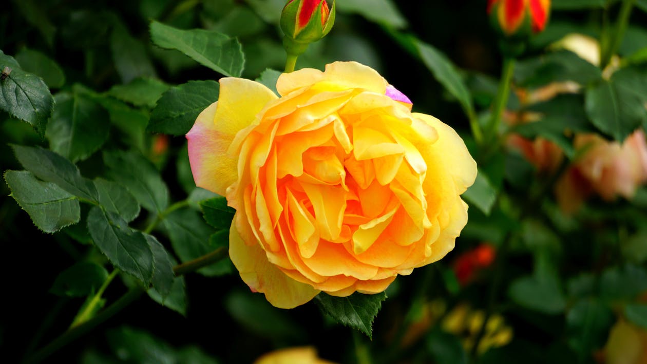 Ücretsiz Sarı Gül çiçeğinin Seçici Odak Fotoğrafı Stok Fotoğraflar