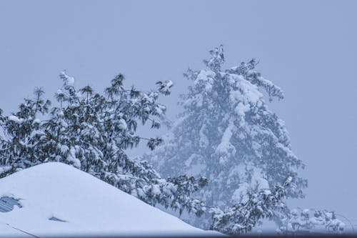 ağaçlar, ağır kar, berraklık içeren Ücretsiz stok fotoğraf