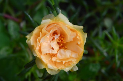 Close-up of a Garden Rose 