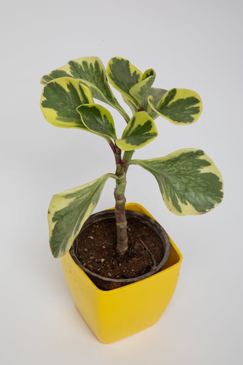 Green Plant on Yellow Plastic Pot